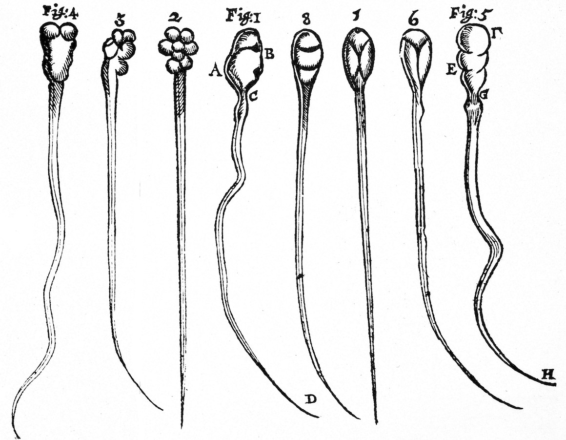 Illustration of spermazoa of rabbits and dogs