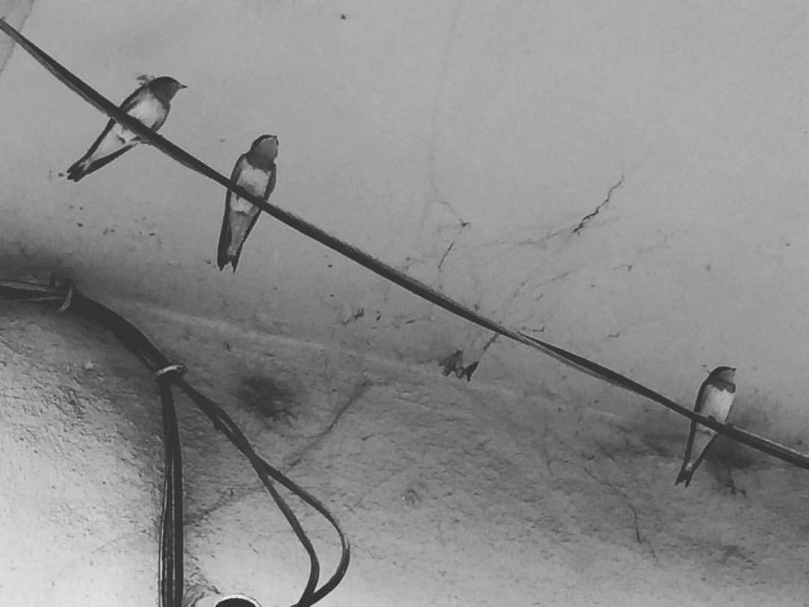 three sparrows sitting on a wire, with two grouped on the left and one alone on the right
